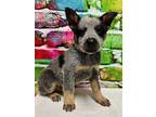 Emmond Australian Cattle Dog Puppy Male