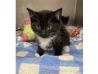 pumpkin Domestic Shorthair Kitten Female