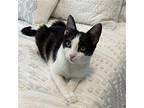 Ren Goku Domestic Shorthair Young Female