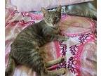 Serena Domestic Shorthair Young Female