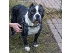 Bertie American Bulldog Adult Female