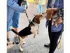 Davey Tarboro Beagle Adult Male