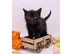 Lucky XVIII Domestic Shorthair Kitten Male