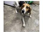 Target Coonhound Young Female