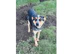 Mara Australian Cattle Dog Adult Female