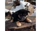 Shiba Inu Puppy for sale in Santaquin, UT, USA