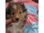 Shetland Sheepdog Puppy for sale in Bainbridge, NY, USA