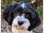 Adopt Cashel Dennis a Black - with White Havanese / Mixed dog in Mishawaka