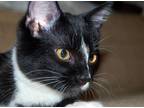 Adopt Twix a Domestic Shorthair / Mixed (short coat) cat in Valley Park