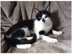 Adopt Riley Stormy Weather a Domestic Shorthair / Mixed cat in Kalamazoo