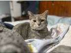 Adopt Mama a American Shorthair / Mixed (short coat) cat in Buford