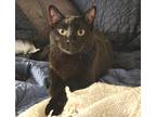 Adopt Telde Michelle a All Black Domestic Shorthair / Mixed cat in Fort Worth