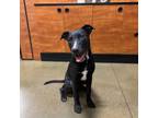 Adopt Capone a Black American Pit Bull Terrier / Australian Cattle Dog dog in