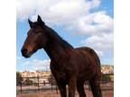 Adopt Tangle a Mustang / Mixed horse in Kanab, UT (32646369)