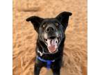 Adopt Levi a Black Shepherd (Unknown Type) / Newfoundland / Mixed dog in Kanab