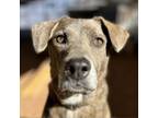 Adopt Cordelia a Brown/Chocolate Plott Hound / Mixed dog in Kanab, UT (21088071)