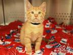 Adopt MATEO a Orange or Red Tabby Domestic Shorthair / Mixed (short coat) cat in