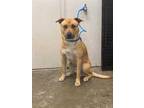 Adopt TUCKER a Tan/Yellow/Fawn Labrador Retriever / Mixed dog in Rosenberg