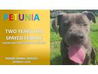 Adopt PETUNIA a Gray/Silver/Salt & Pepper - with White American Pit Bull Terrier