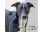 Adopt Starla a Black Mixed Breed (Medium) / Mixed dog in Cartersville