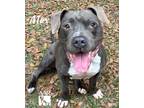 Adopt Max a American Pit Bull Terrier / Mixed dog in Magnolia, TX (37598167)