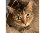 Adopt Casper a Brown or Chocolate Domestic Shorthair / Mixed cat in Aurora