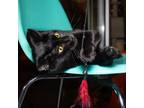 Adopt Maci a All Black Domestic Shorthair / Mixed cat in Evansville