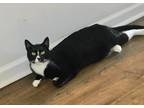 Adopt George a Black & White or Tuxedo Domestic Shorthair (short coat) cat in