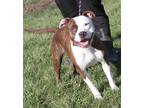 Adopt Bonnie Marie (Spayed) a Brindle - with White Pit Bull Terrier / Mixed dog
