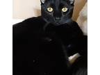 Adopt Ringo a All Black Domestic Shorthair / Mixed (short coat) cat in Green