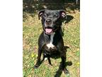 Adopt Sissy a Labrador Retriever / Mixed dog in Mobile, AL (37157255)
