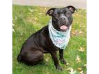 Adopt Dixie a American Pit Bull Terrier / Mixed dog in Troy, OH (37576474)