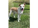 Adopt Uber a White Terrier (Unknown Type, Small) / Mixed dog in Elkhorn