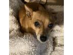 Adopt Foxy Mama a Tan/Yellow/Fawn Mixed Breed (Small) / Mixed dog in Columbus
