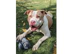 Adopt Hamilton a White American Pit Bull Terrier / Mixed dog in Oak Pak