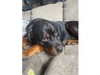 Adopt Lobo a Red/Golden/Orange/Chestnut - with Black Rottweiler / Mixed dog in