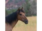 Adopt Ajax a Mustang / Mixed horse in Kanab, UT (29889638)