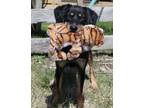 Adopt Carrie a Black - with Brown, Red, Golden, Orange or Chestnut Flat-Coated
