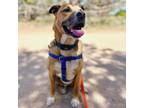 Adopt Memo a Brown/Chocolate Boxer / Black Mouth Cur / Mixed dog in Kanab