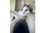 Adopt Charlie a White Domestic Mediumhair / Domestic Shorthair / Mixed cat in