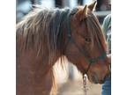 Adopt Byron a Mustang / Mixed horse in Kanab, UT (31513996)