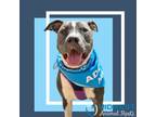Adopt Milani a Gray/Silver/Salt & Pepper - with Black Pit Bull Terrier / Mixed