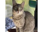 Adopt Baby Blue (AKA Earlena) a Gray or Blue Domestic Shorthair / Mixed cat in