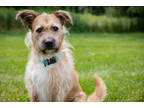 Adopt Bandit a Tan/Yellow/Fawn Scottie, Scottish Terrier / Labrador Retriever /