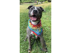 Adopt Jumbo a Gray/Blue/Silver/Salt & Pepper Mixed Breed (Large) / Mixed dog in