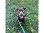 Adopt Roger a Brown/Chocolate American Pit Bull Terrier / Mixed Breed (Medium) /