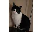 Adopt Bee Pee a Domestic Shorthair / Mixed (short coat) cat in Hoover