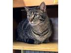 Adopt Sophie a Gray, Blue or Silver Tabby Domestic Shorthair (short coat) cat in