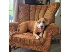 Adopt STELLA a Tan/Yellow/Fawn Bull Terrier / Mixed Breed (Large) / Mixed dog in