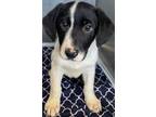 Adopt Teddy a White German Shepherd Dog / Mixed dog in Winfield, KS (37782460)